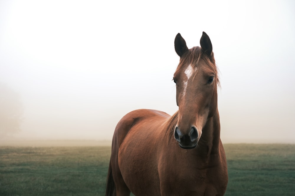 a brown horse standing on top of a lush green field