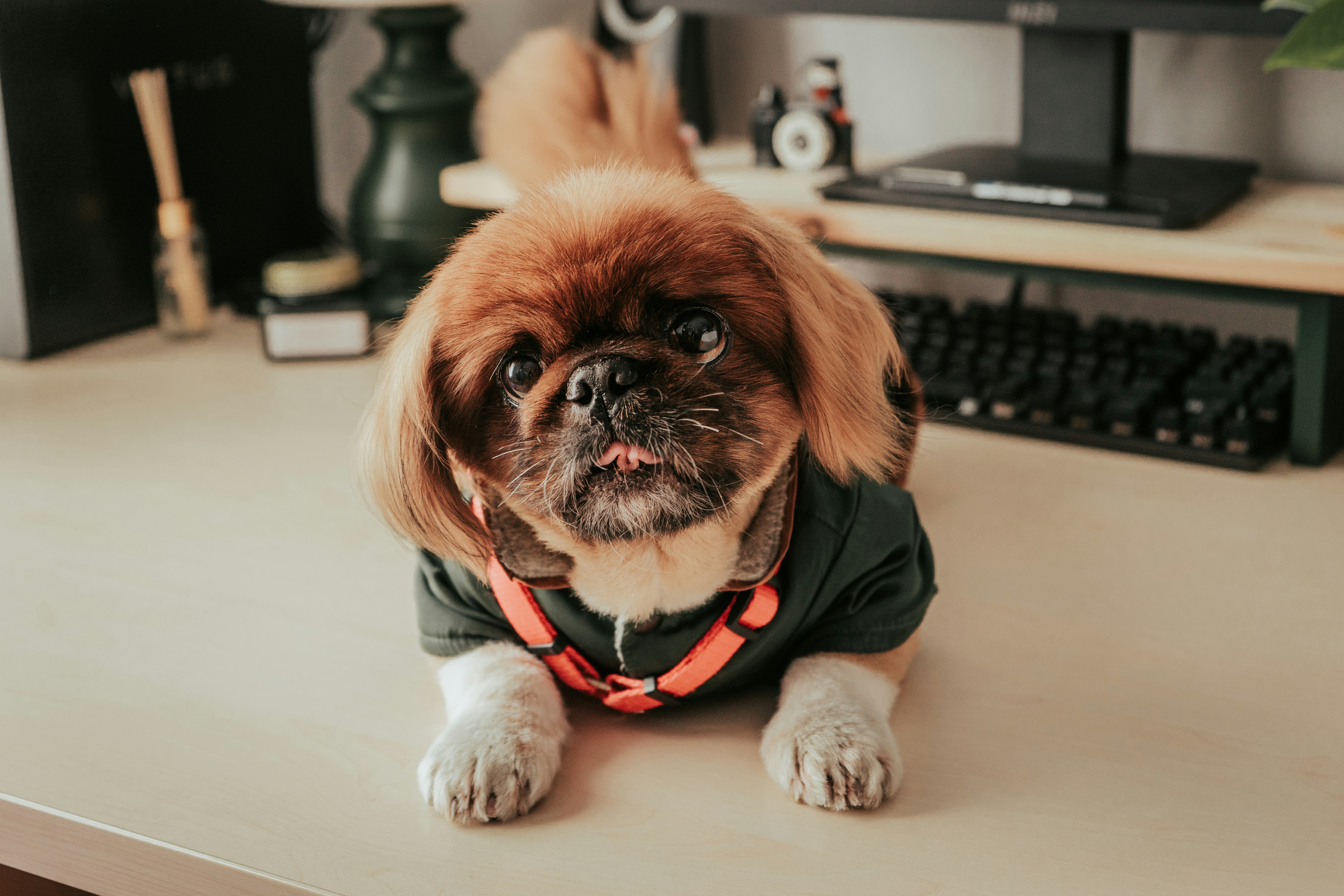 dog receptionist sitting on the desk