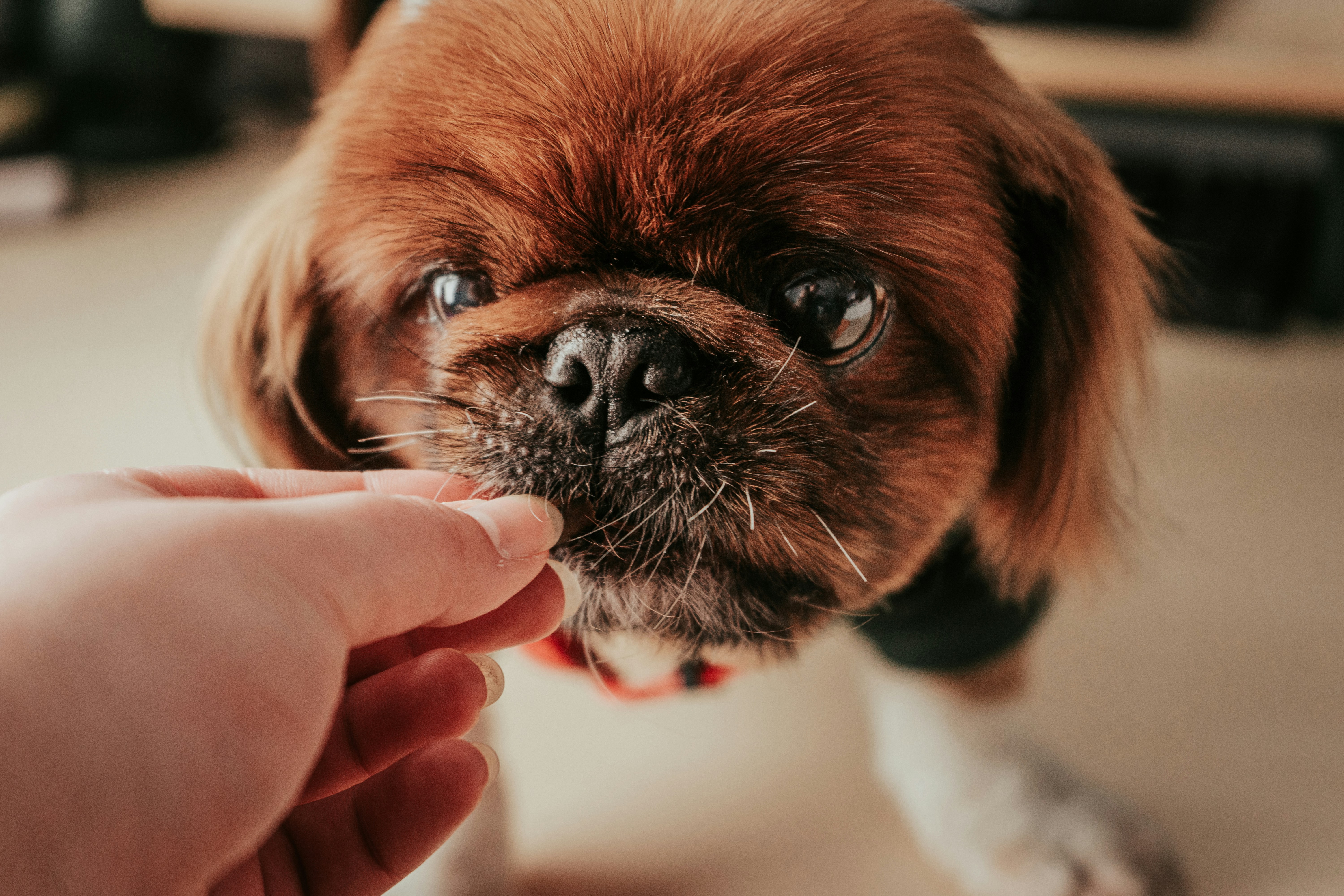 a person feeding a small brown dog something