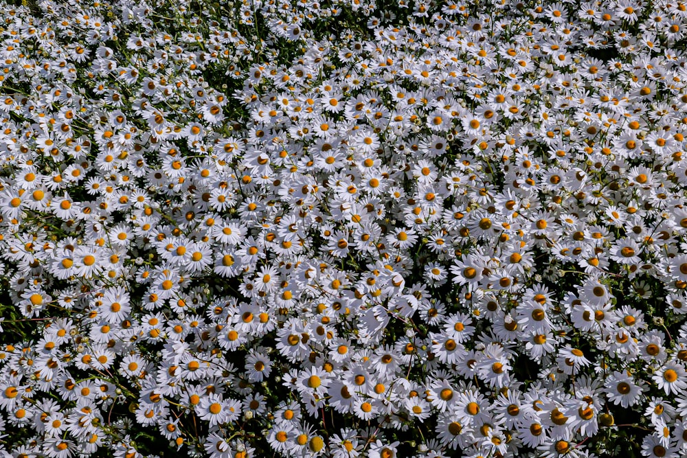 a field full of white and yellow flowers