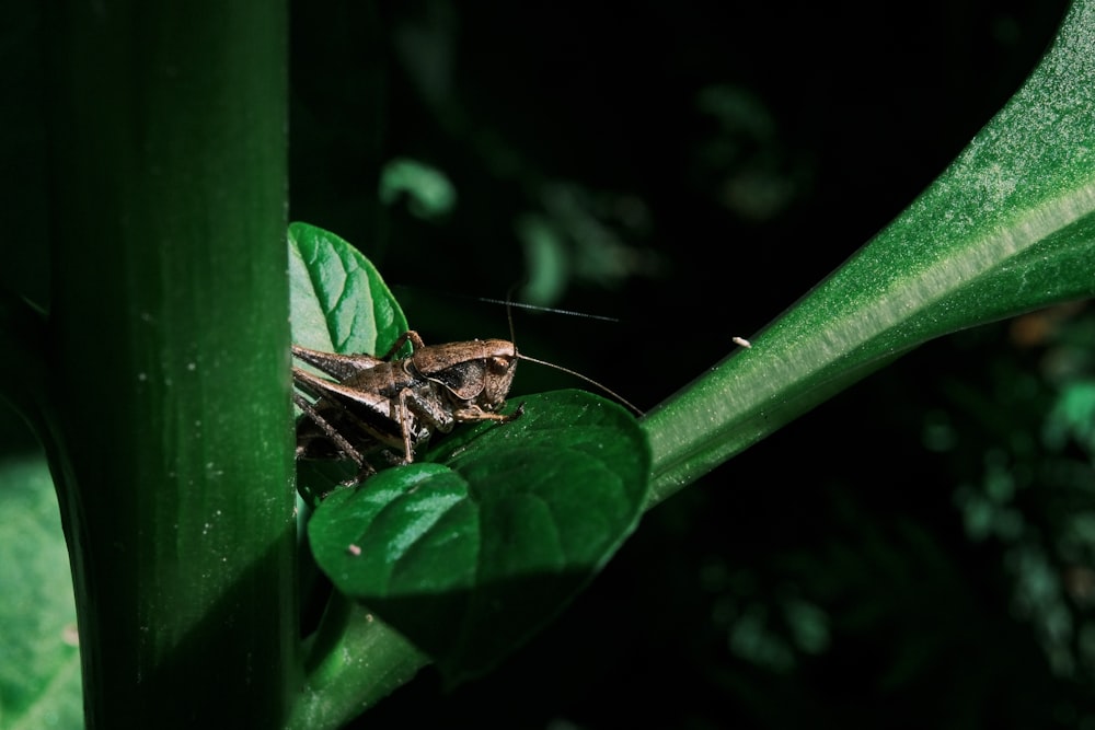 a bug sitting on top of a green leaf