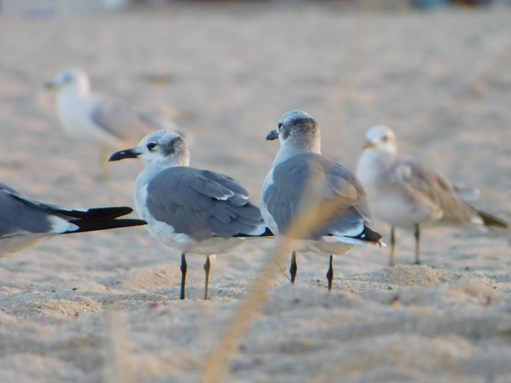 a group of seagulls standing on a sandy beach