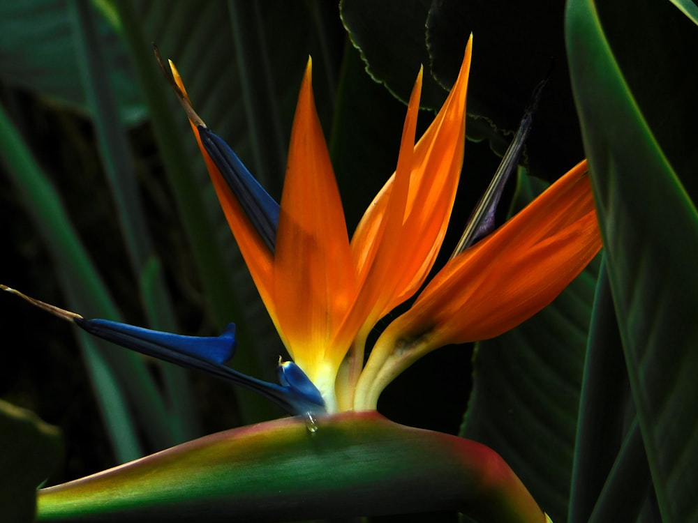 a bird of paradise flower with green leaves in the background