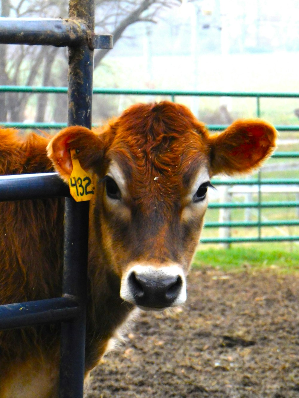 a close up of a cow behind a fence