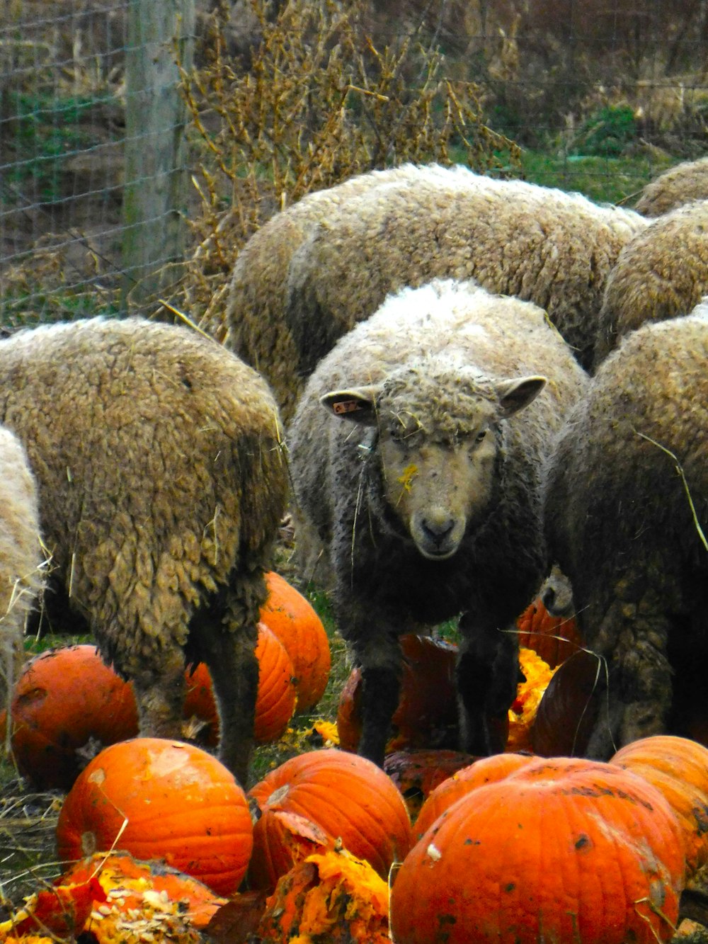 a herd of sheep standing next to a pile of pumpkins