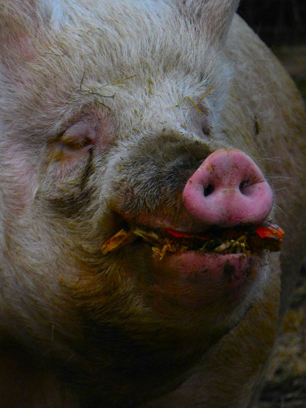 a pig with a piece of food in its mouth
