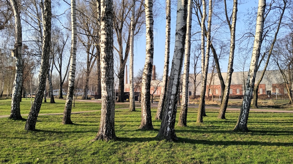 un gruppo di alberi che stanno in piedi nell'erba