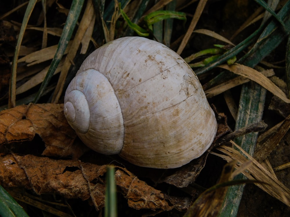 a close up of a shell on the ground