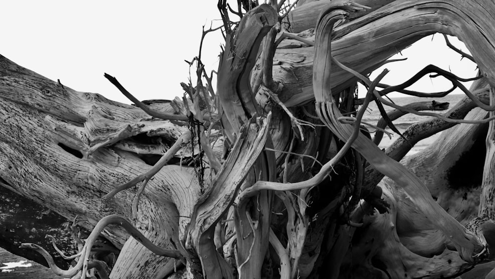 a black and white photo of a tree trunk