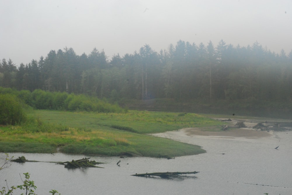 a body of water surrounded by a forest