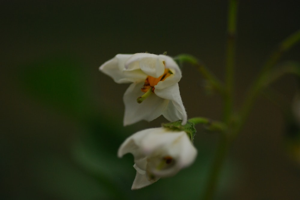 a close up of a flower with a blurry background