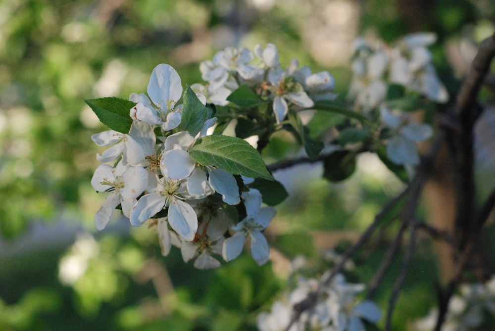 a branch of a tree with white flowers