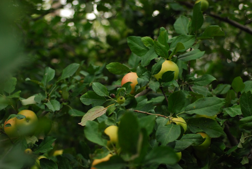 a tree filled with lots of green leaves