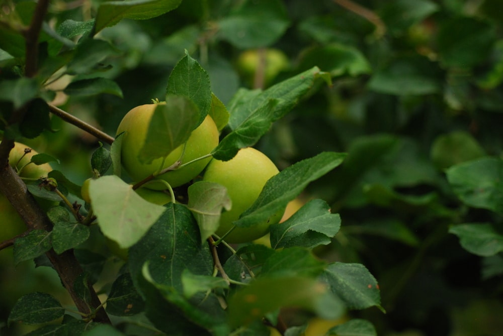 a bunch of green apples hanging from a tree