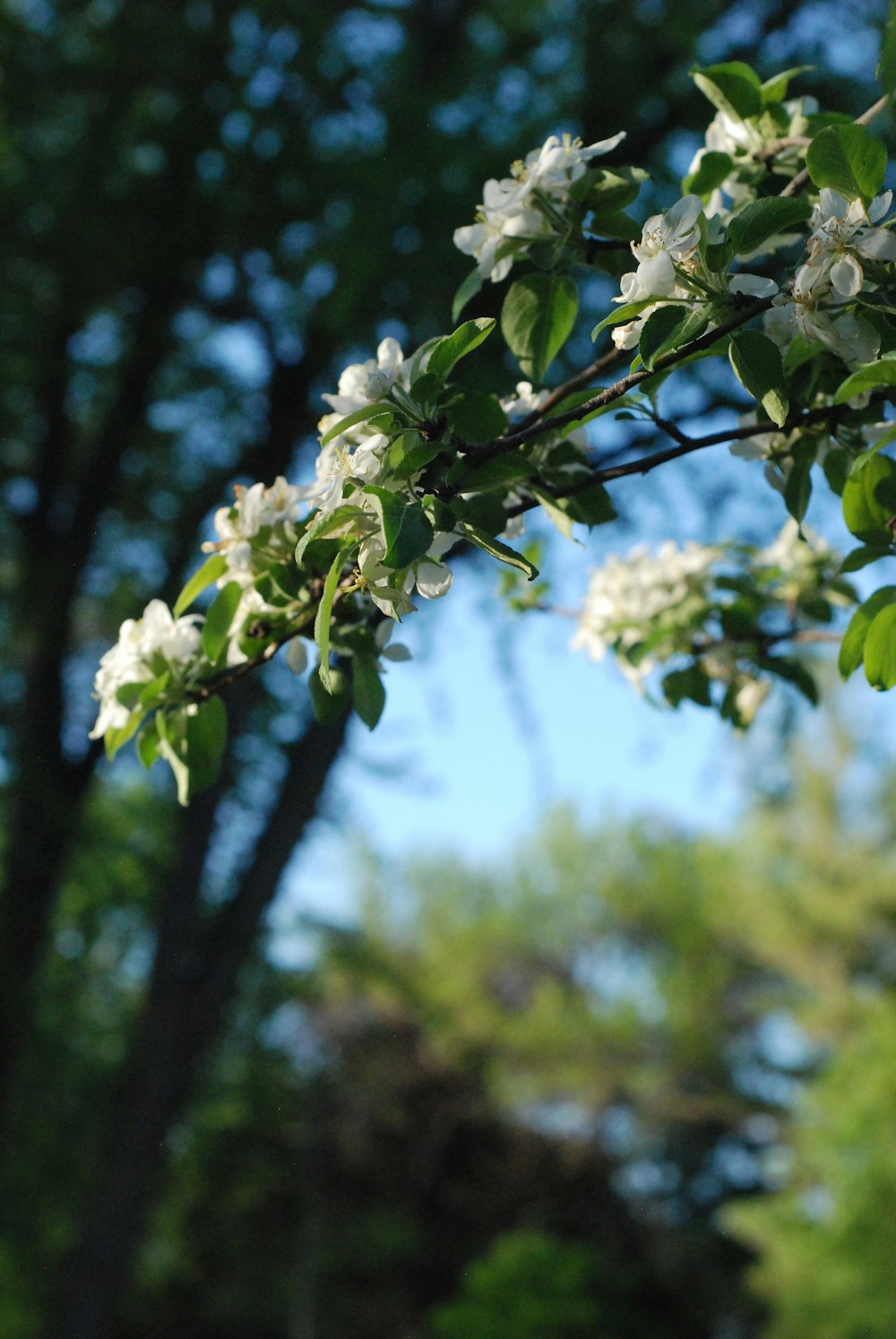 a branch of a tree with white flowers