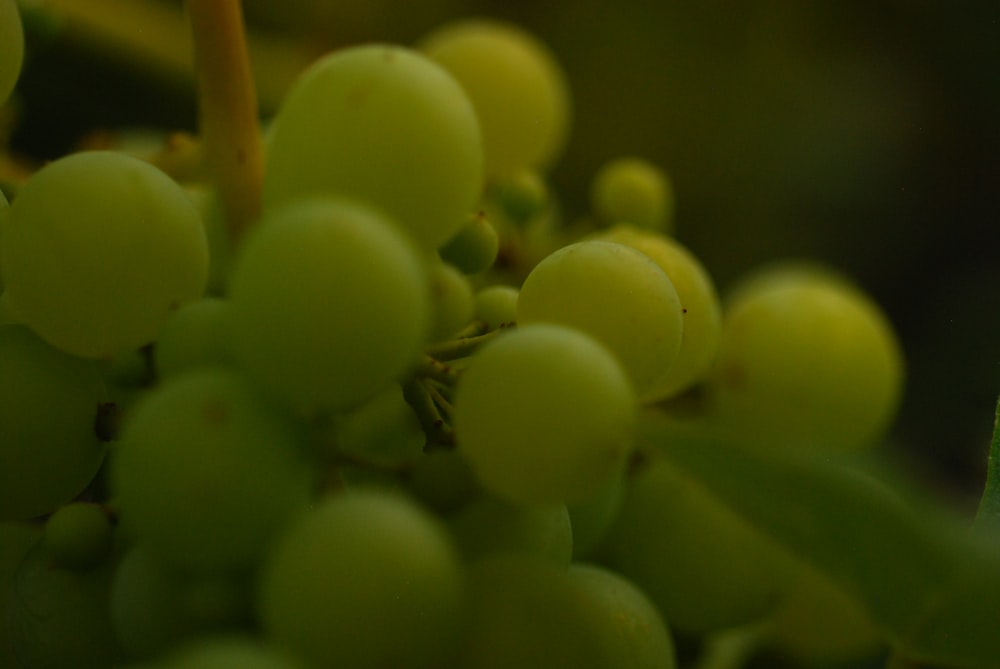 a bunch of green grapes hanging from a tree