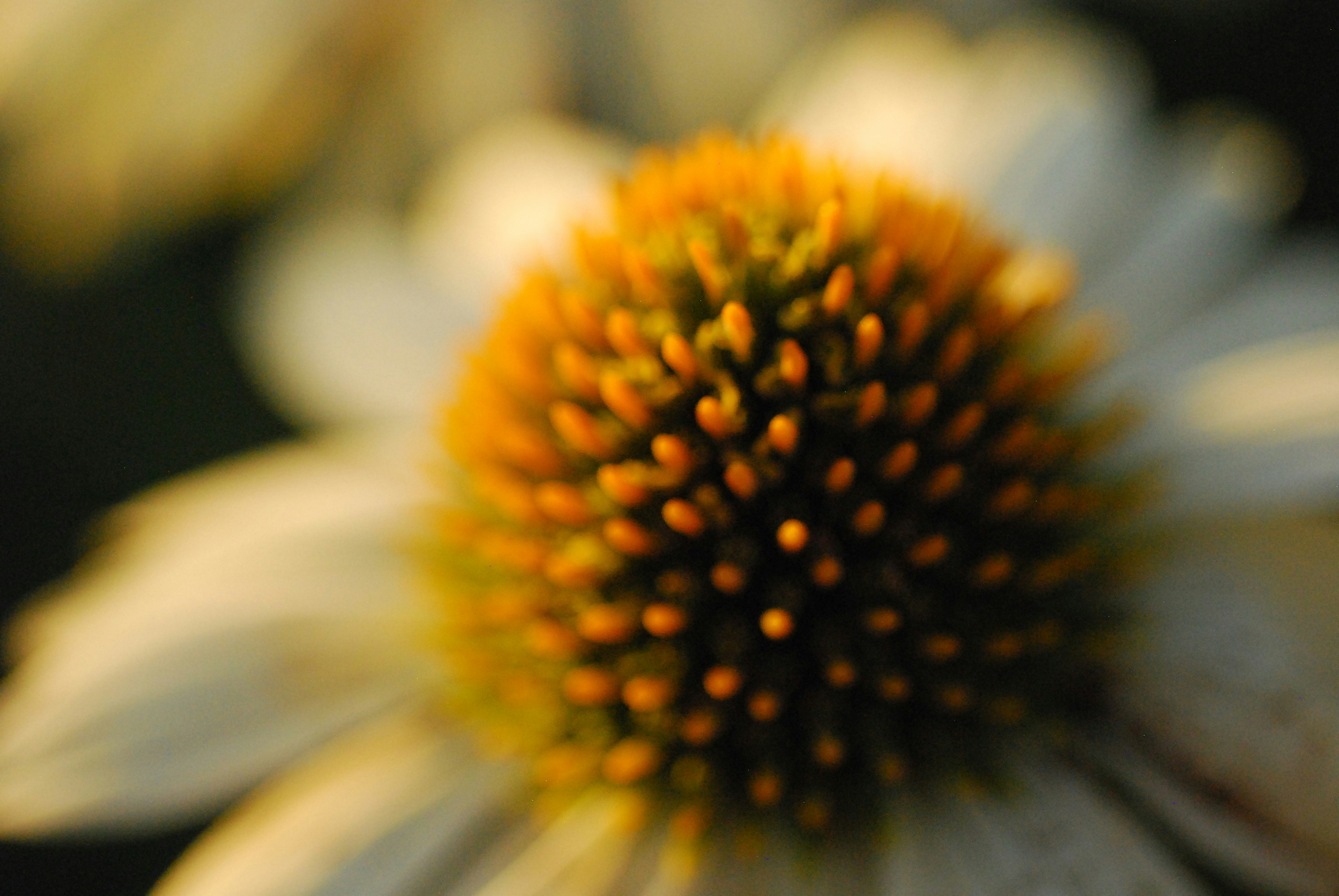 a close up of a flower with a blurry background