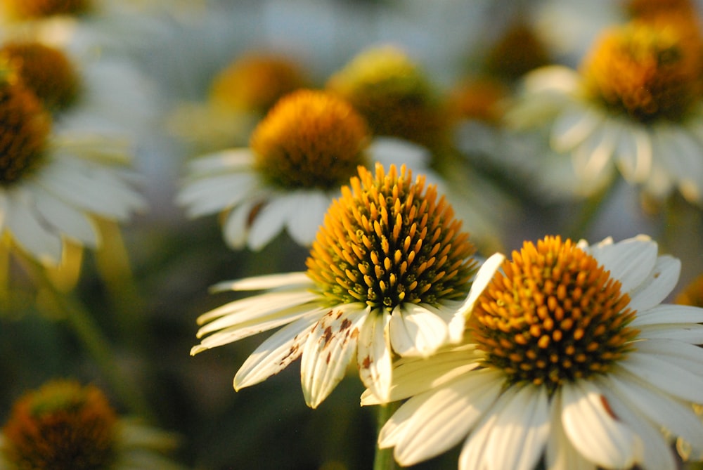 a bunch of white and yellow flowers in a field