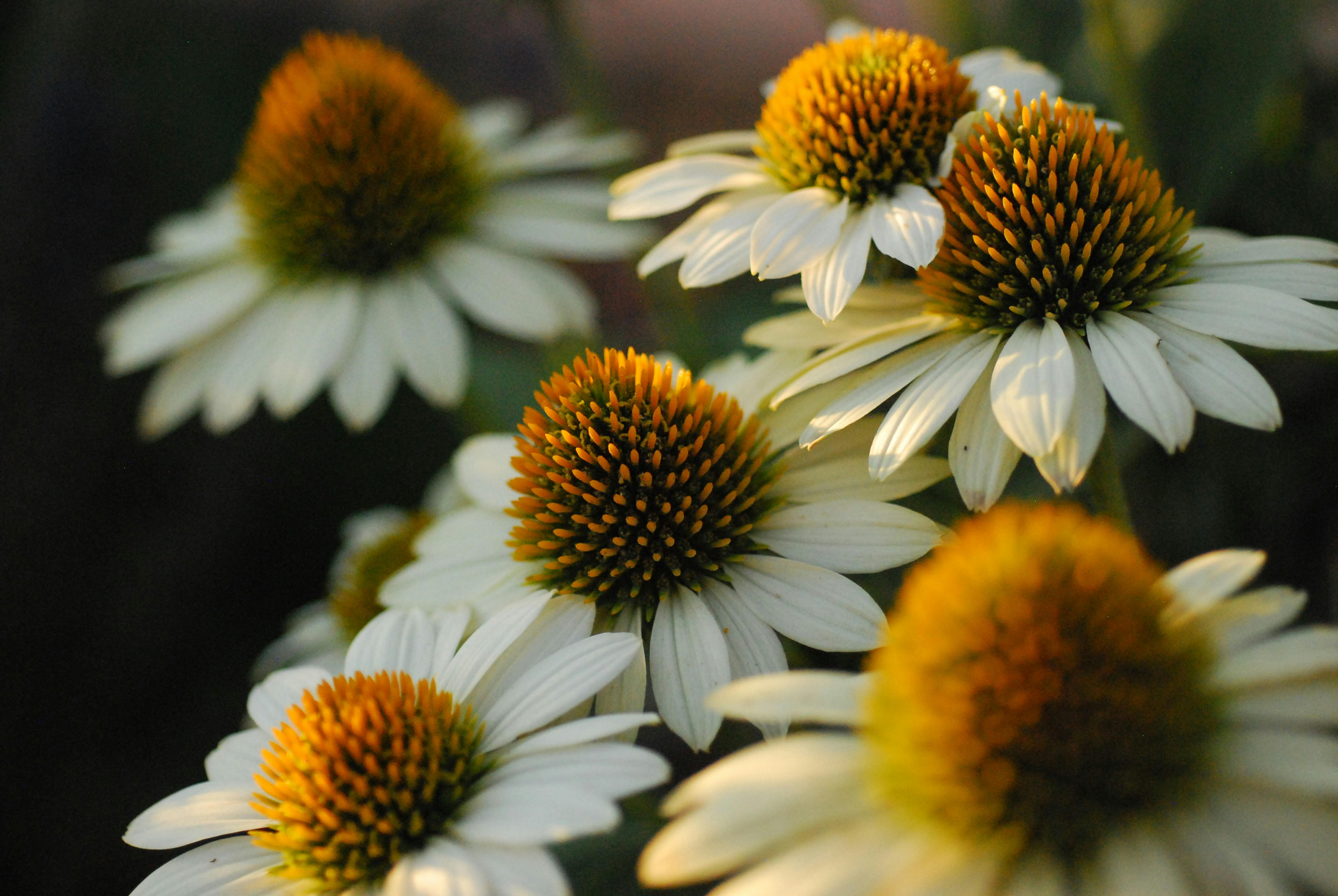 a bunch of white and yellow flowers with yellow centers
