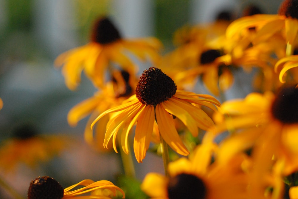 a bunch of yellow flowers that are in a vase