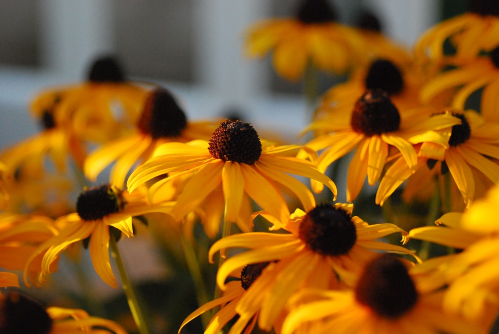 a bunch of yellow flowers with a building in the background