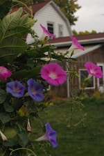 a bunch of flowers that are in front of a house