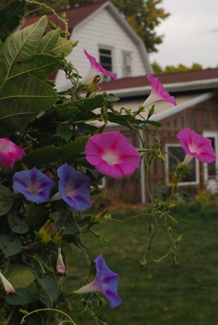 a bunch of flowers that are in front of a house