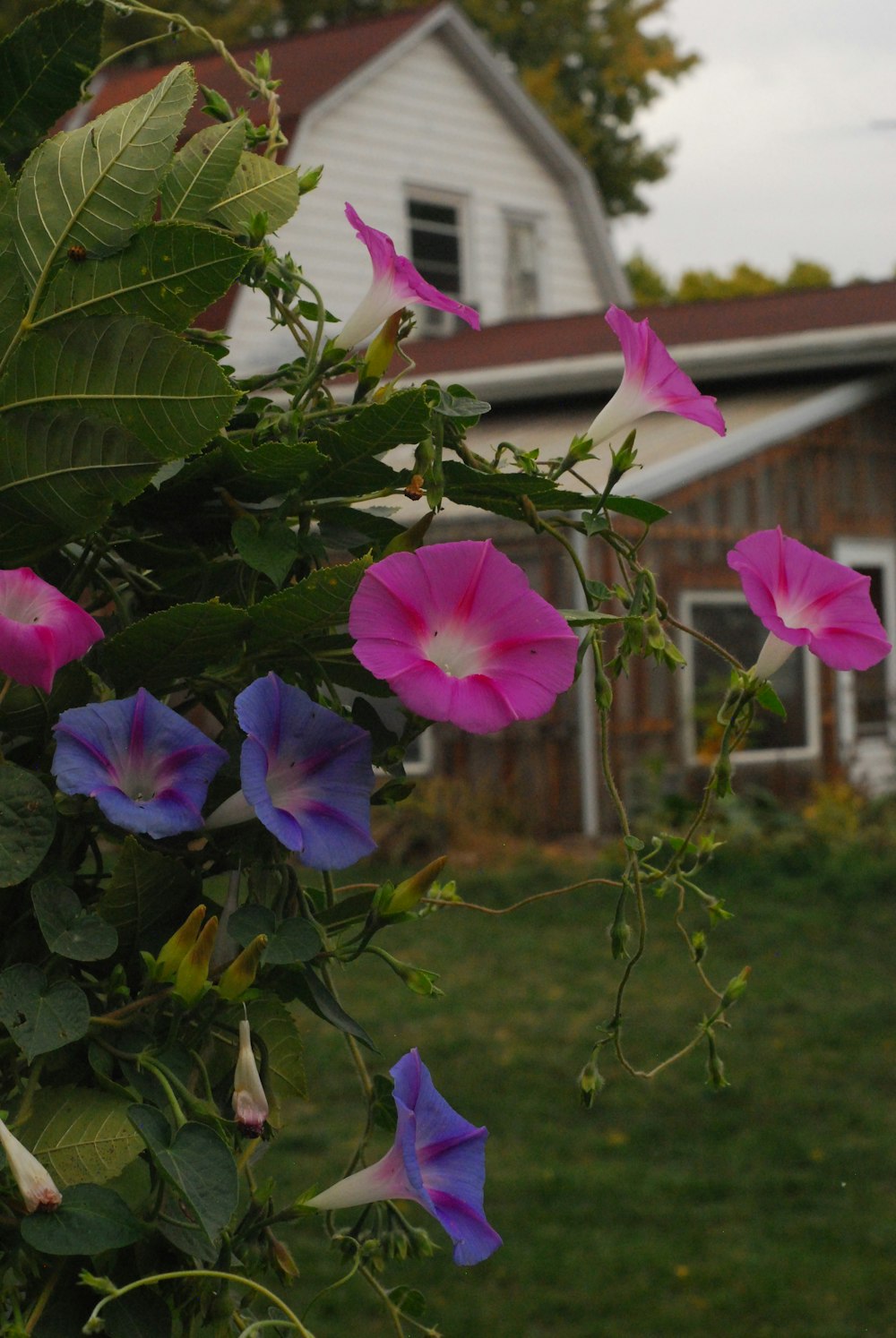 a bunch of flowers that are in front of a house