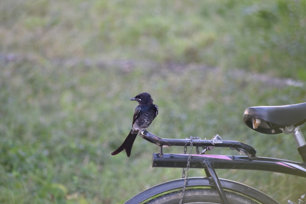 a small bird perched on a bike handlebar