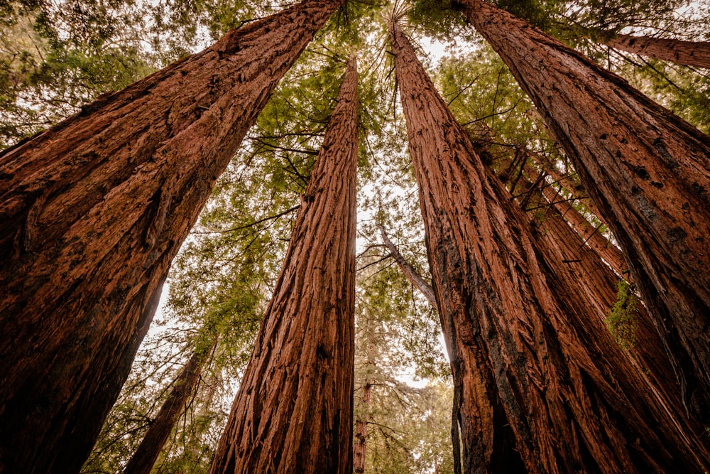 a group of tall trees standing next to each other