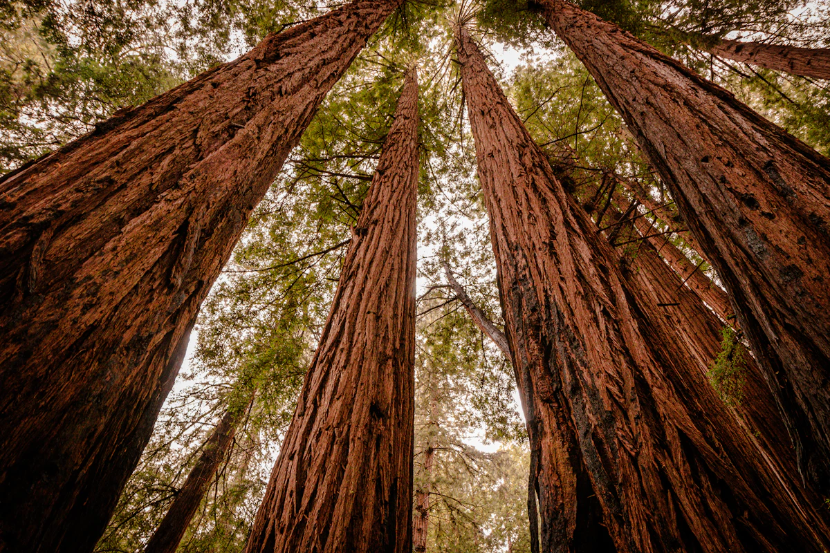 Behavioral health services in Humboldt County
