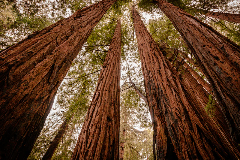 Behavioral health services in Humboldt County