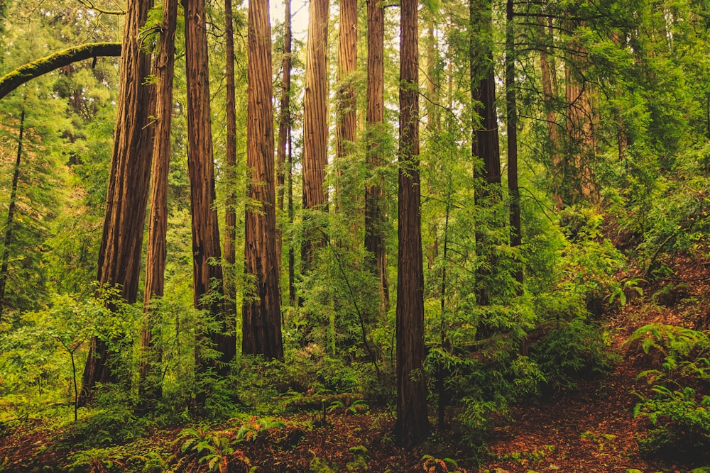 Un bosque lleno de muchos árboles altos