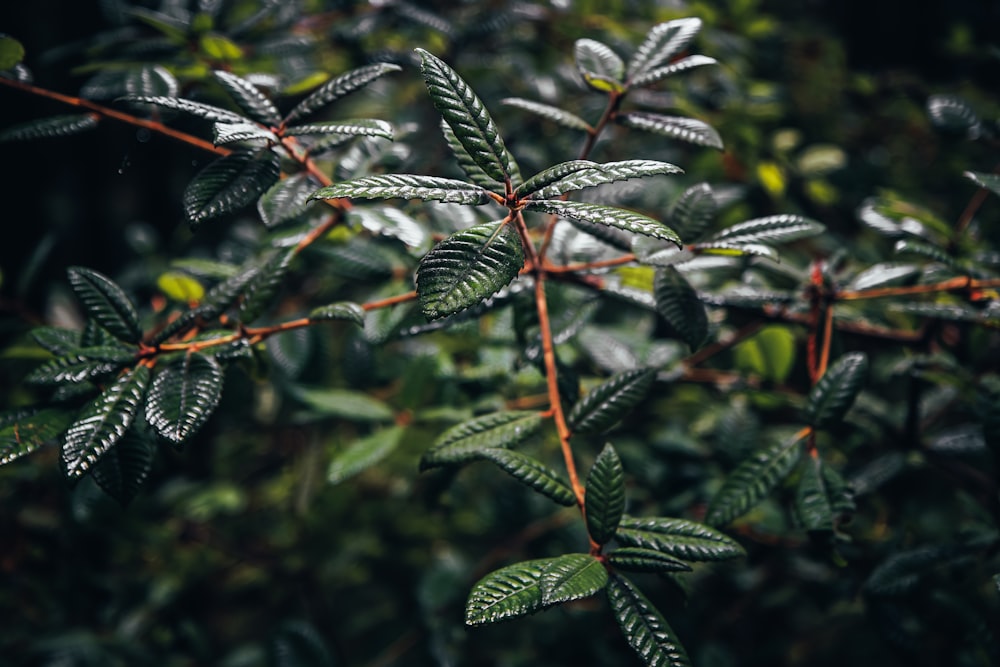 a close up of a tree branch with leaves