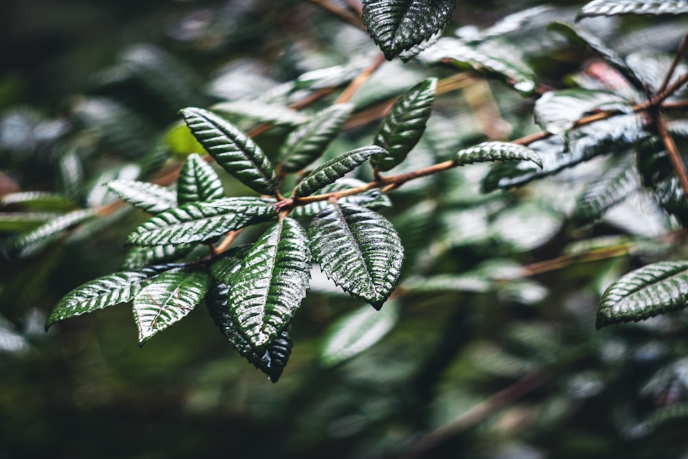 a close up of a green leafy tree