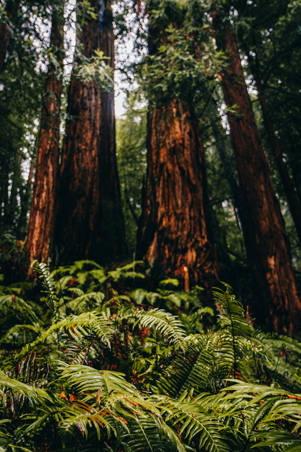 a forest filled with lots of tall trees