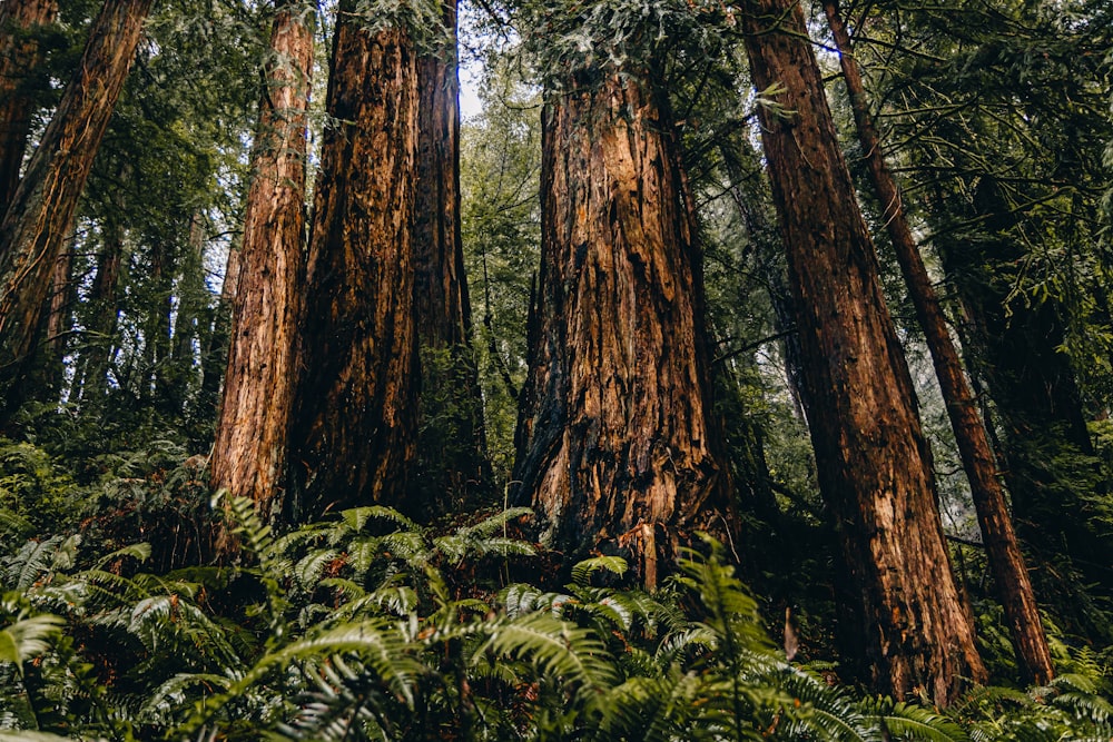 a forest filled with lots of tall trees