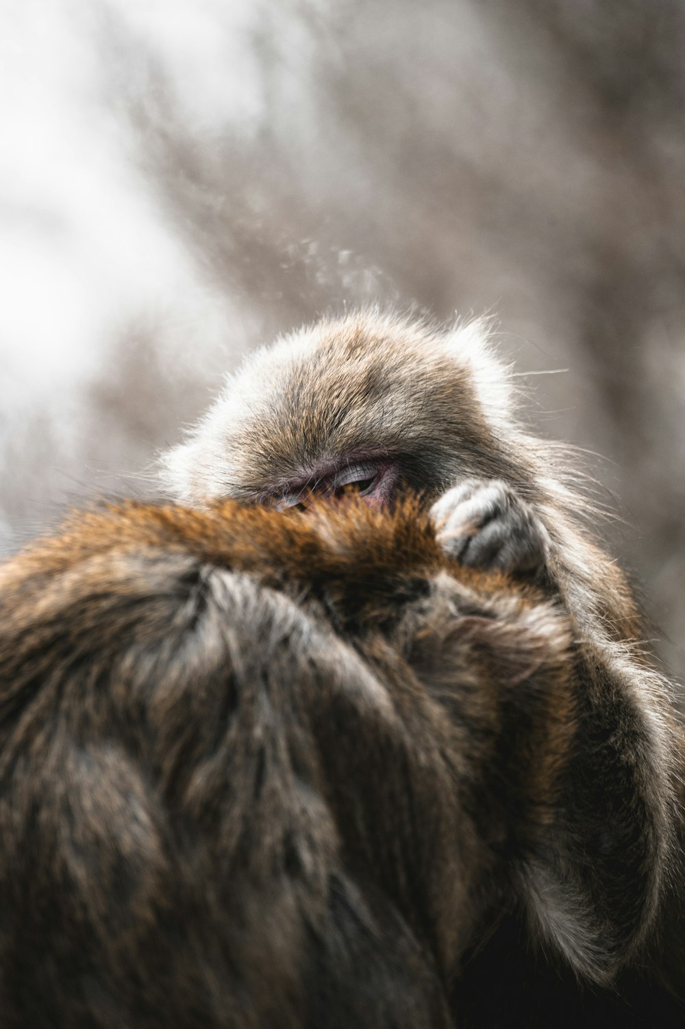 a close up of a monkey with its eyes closed