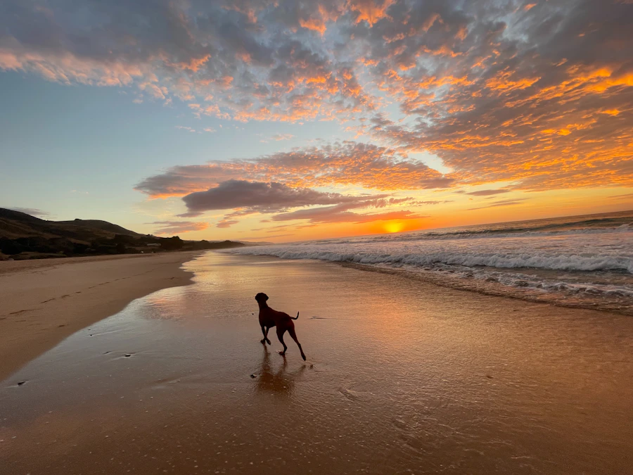 Out-of-hours walks