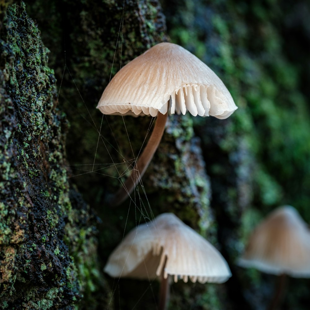 a group of mushrooms growing on the side of a tree