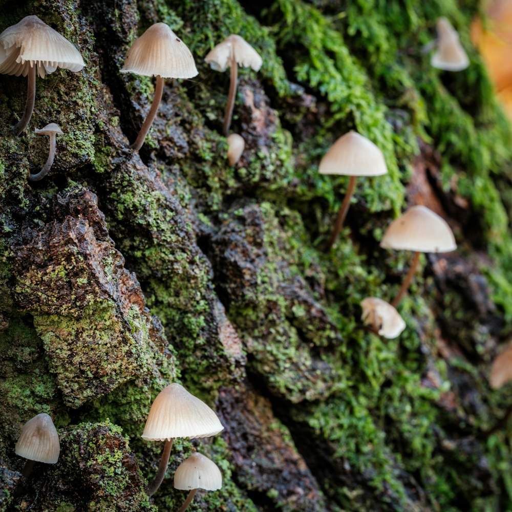 a group of mushrooms growing on a mossy tree