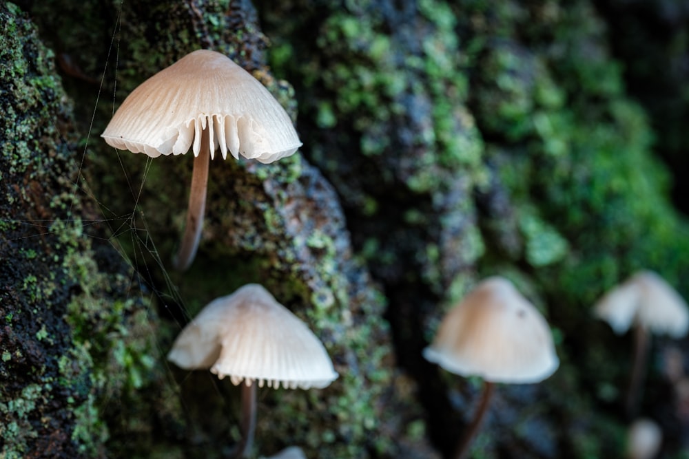 a group of mushrooms growing on the side of a tree