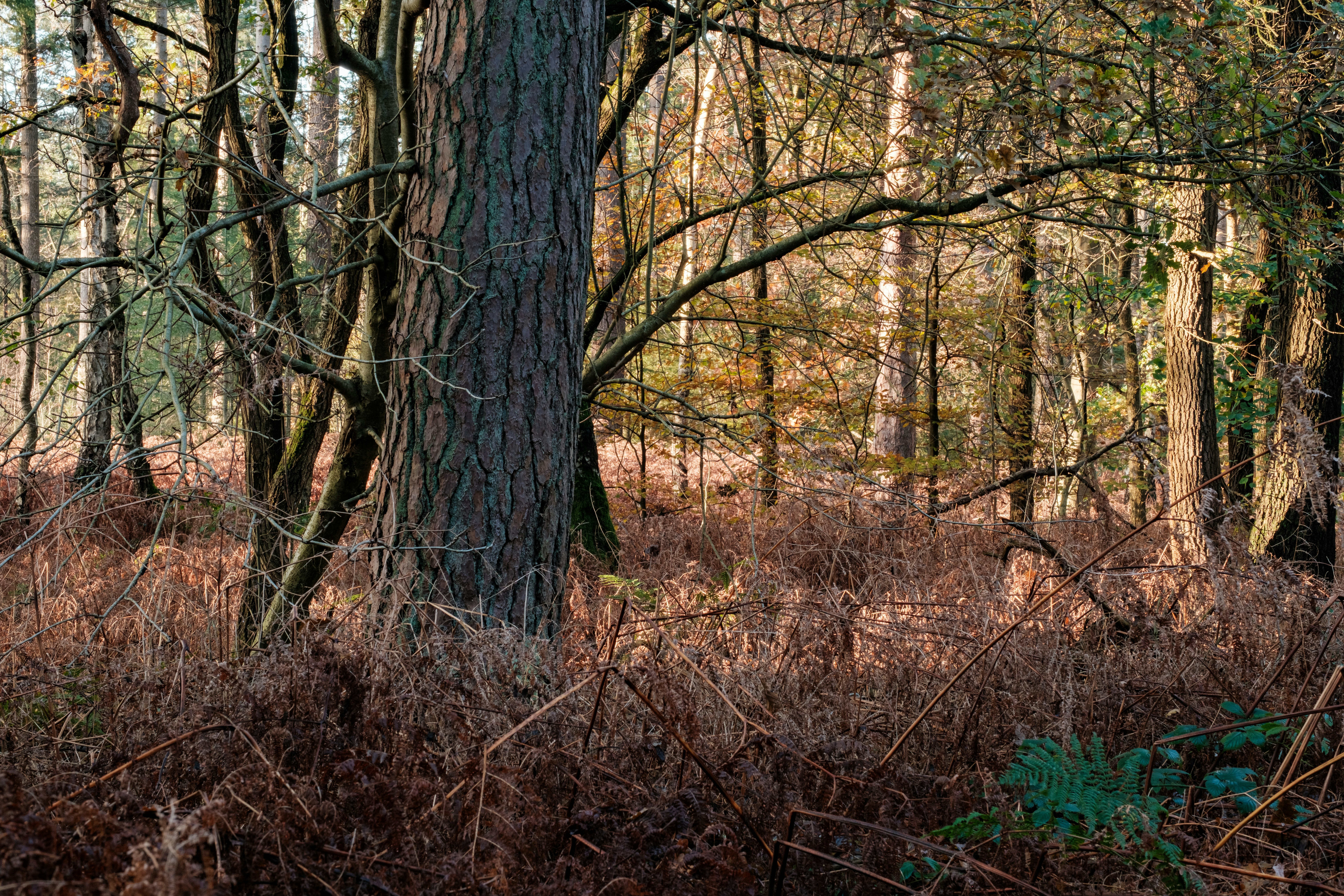 Photo by haberdoedas2