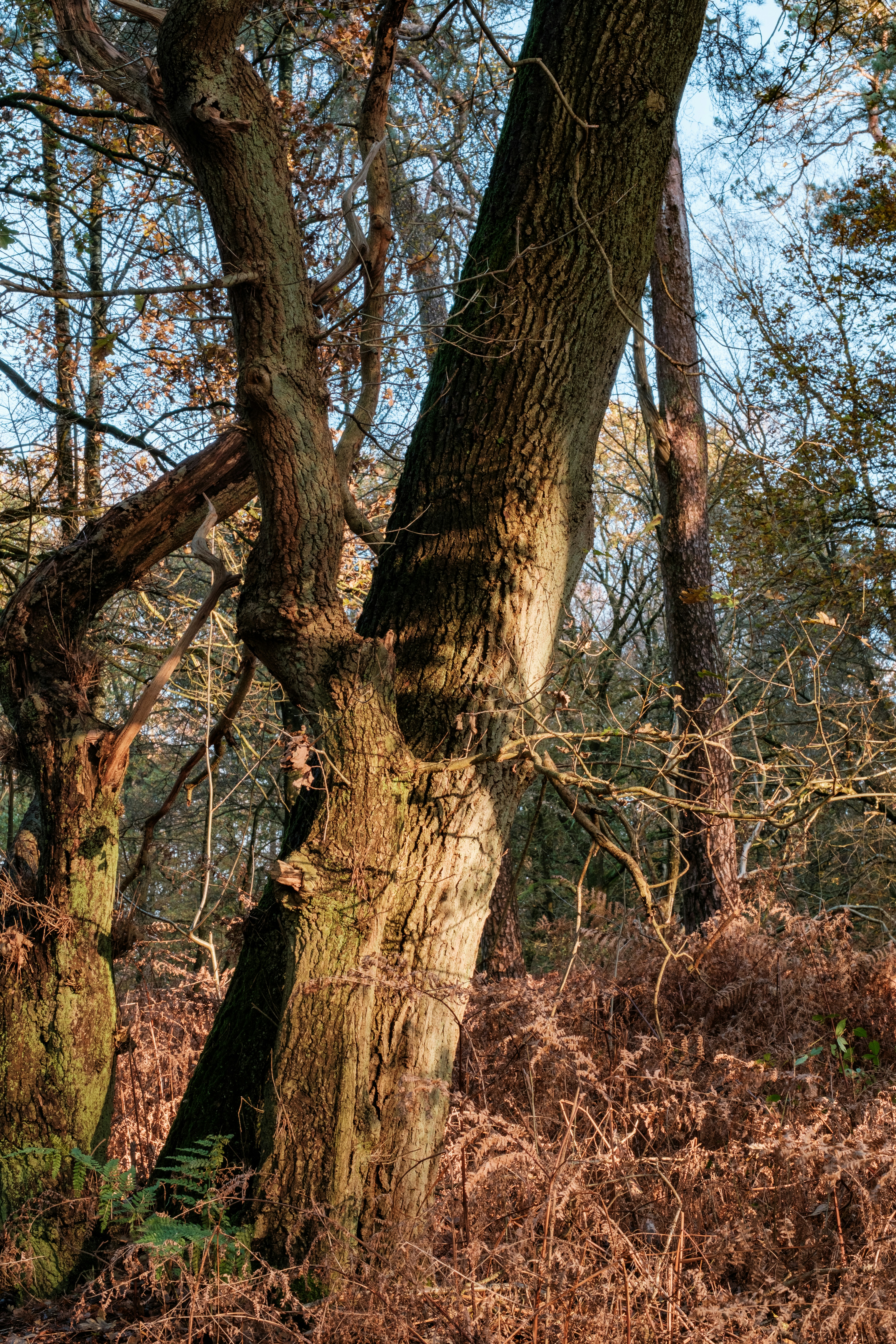 Photo by haberdoedas2