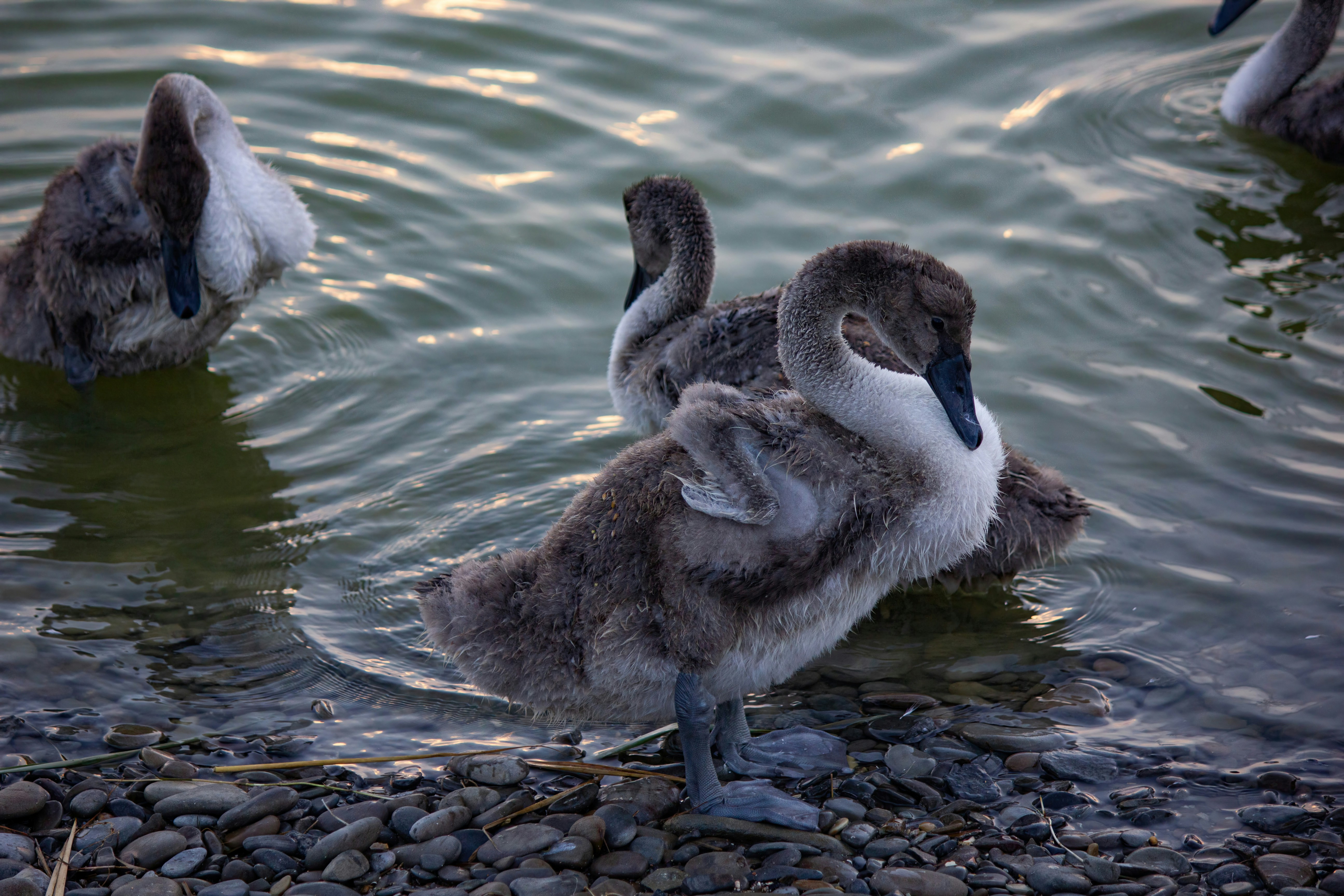 Photo by stepan_konev