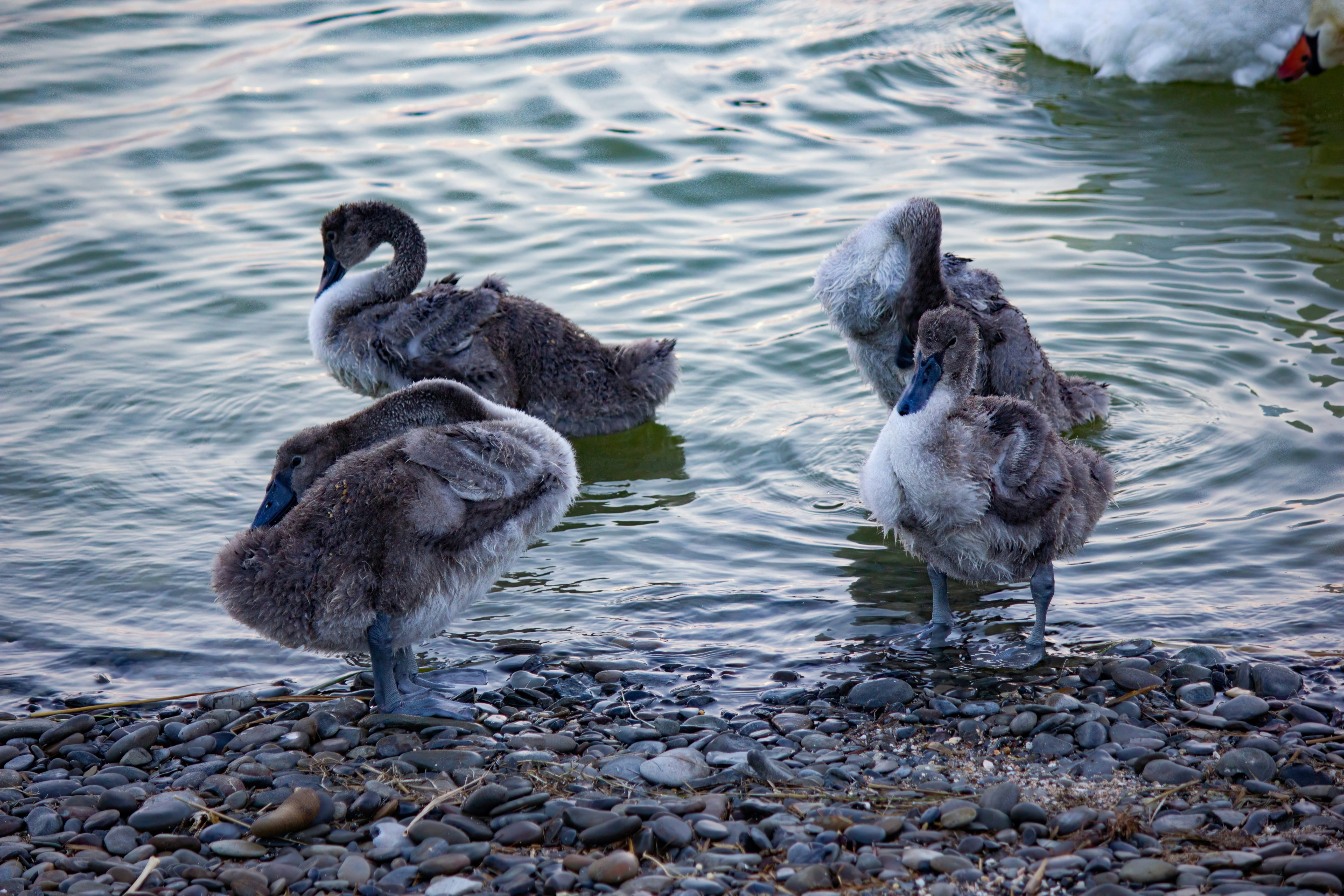 Photo by stepan_konev