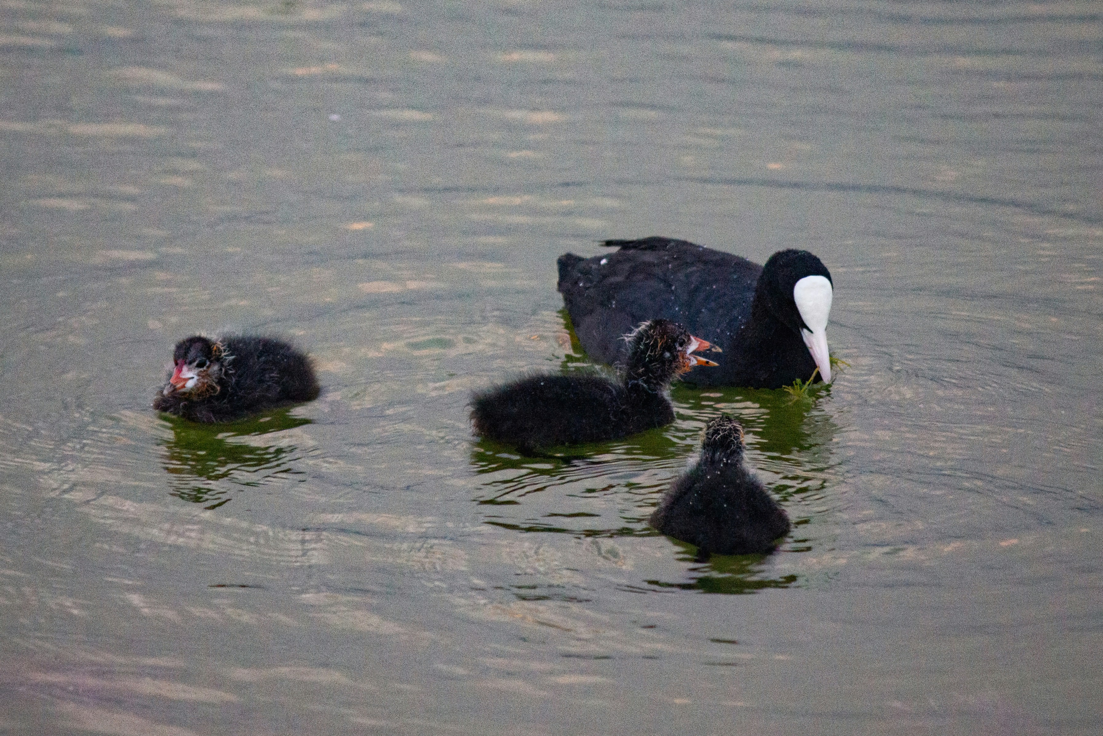 a mother duck with her two babies in the water
