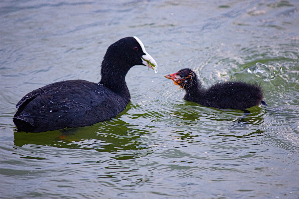 a mother duck and her baby swimming in the water