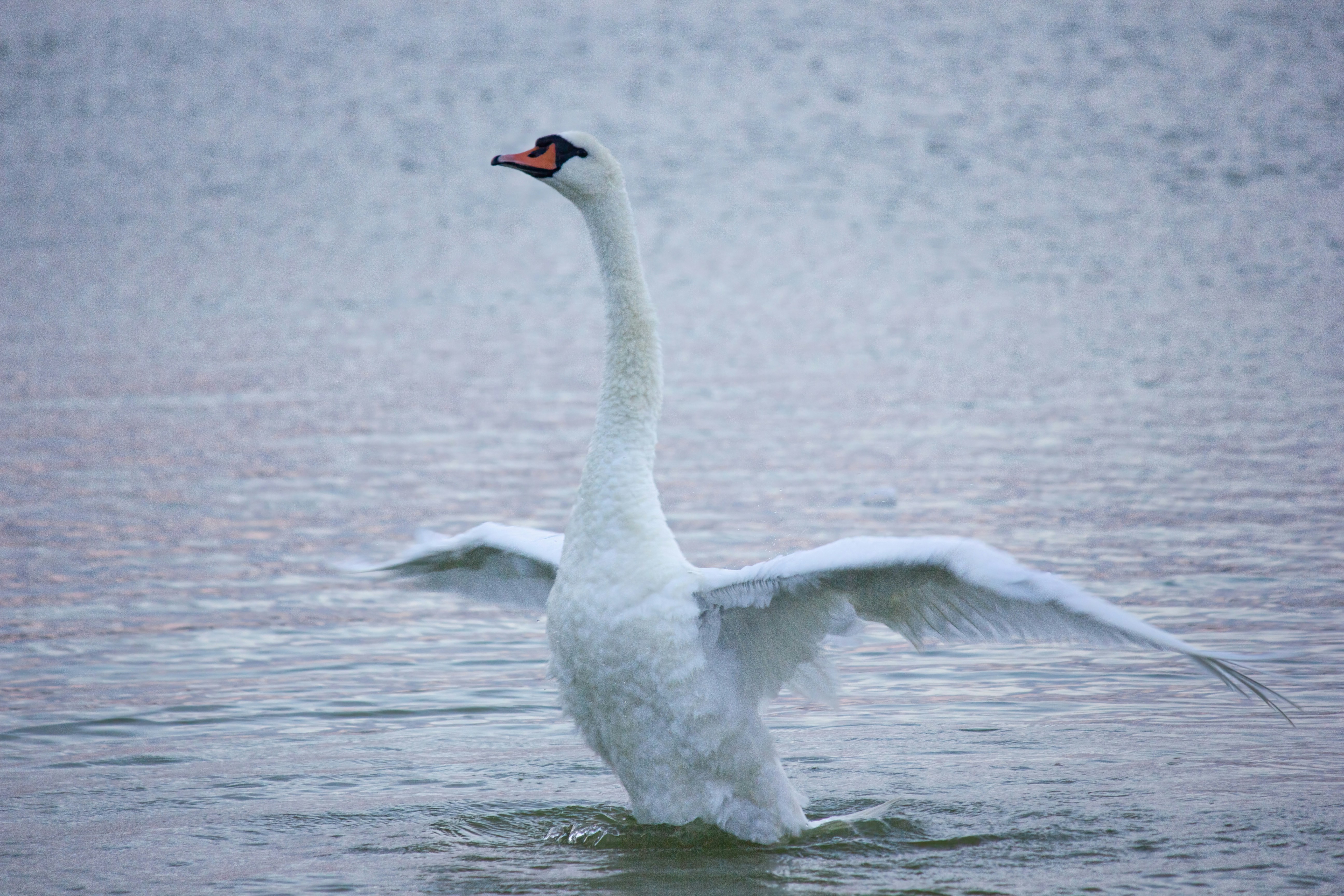 Photo by stepan_konev