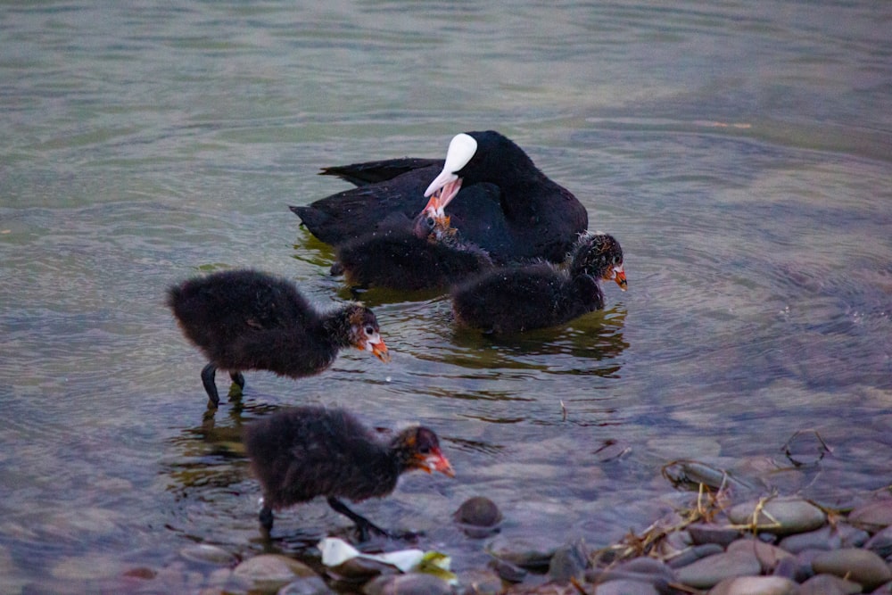 a group of ducks are swimming in the water